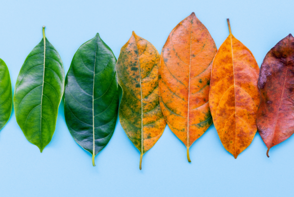 different color leaves