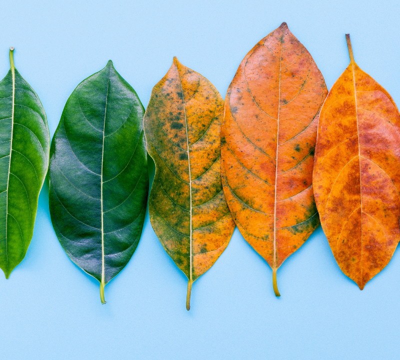 different color leaves