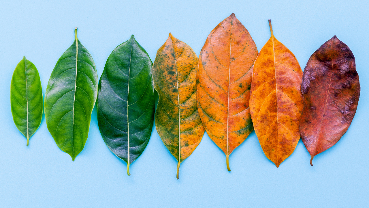 different color leaves