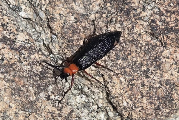 A beetle resting on a rock outdoors