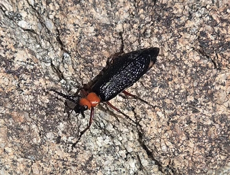 A beetle resting on a rock outdoors